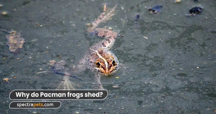 Why do Pacman frogs shed