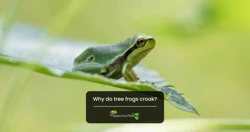 Why do tree frogs croak