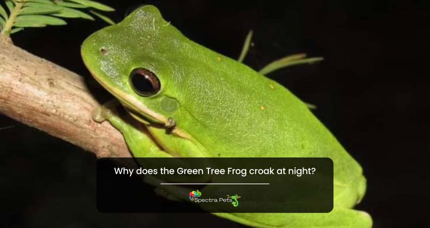 Why does the Green Tree Frog croak at night