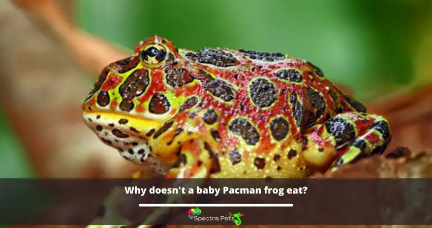 Why doesn't a baby Pacman frog eat?