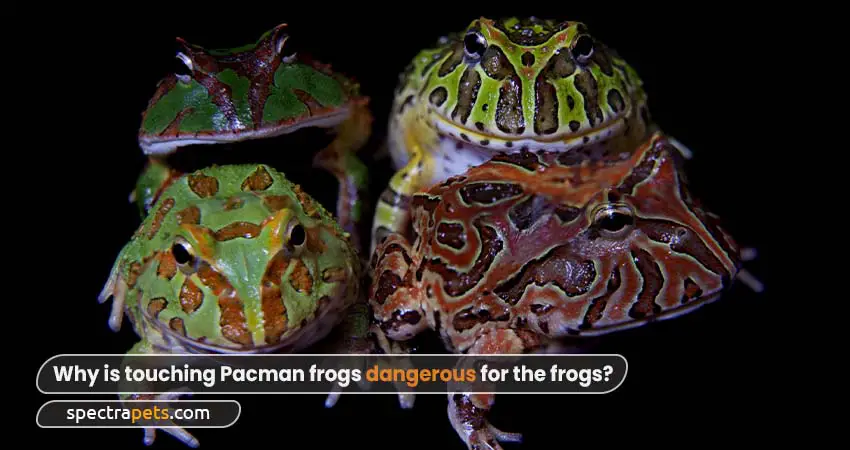 Why is touching Pacman frogs dangerous for the frogs