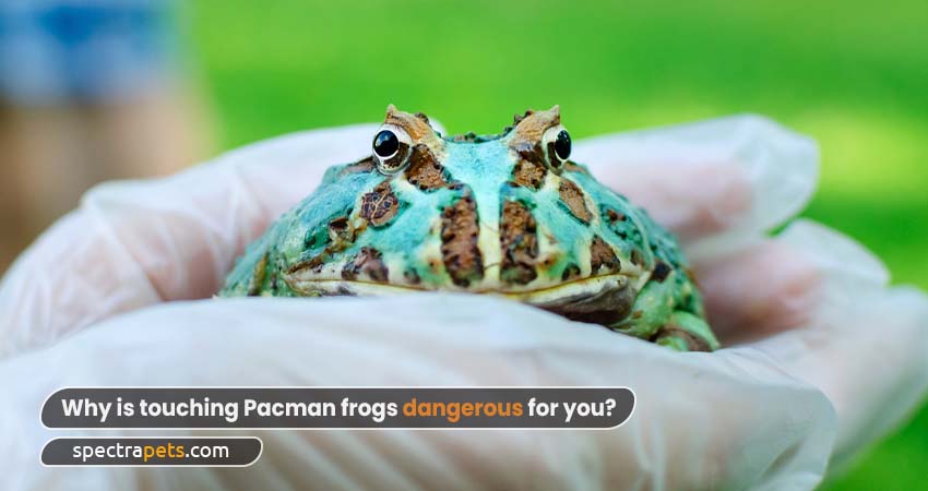 Why is touching Pacman frogs dangerous for you