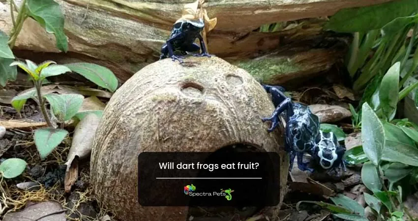 Will dart frogs eat fruit