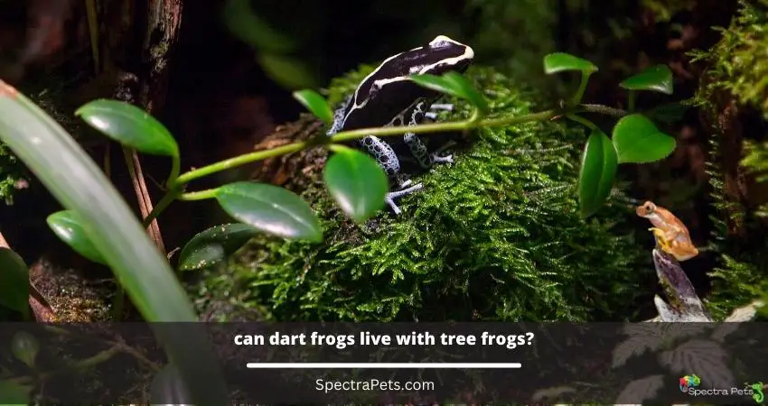 can dart frogs live with tree frogs?