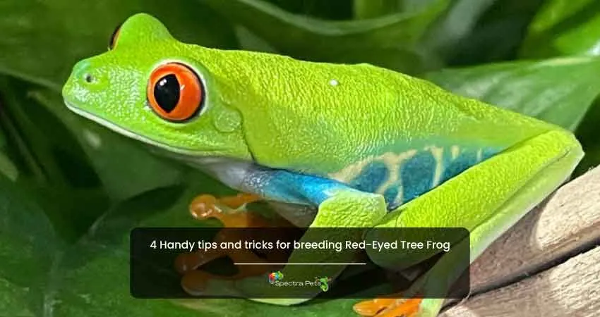 4 Handy tips and tricks for breeding Red Eyed Tree Frog