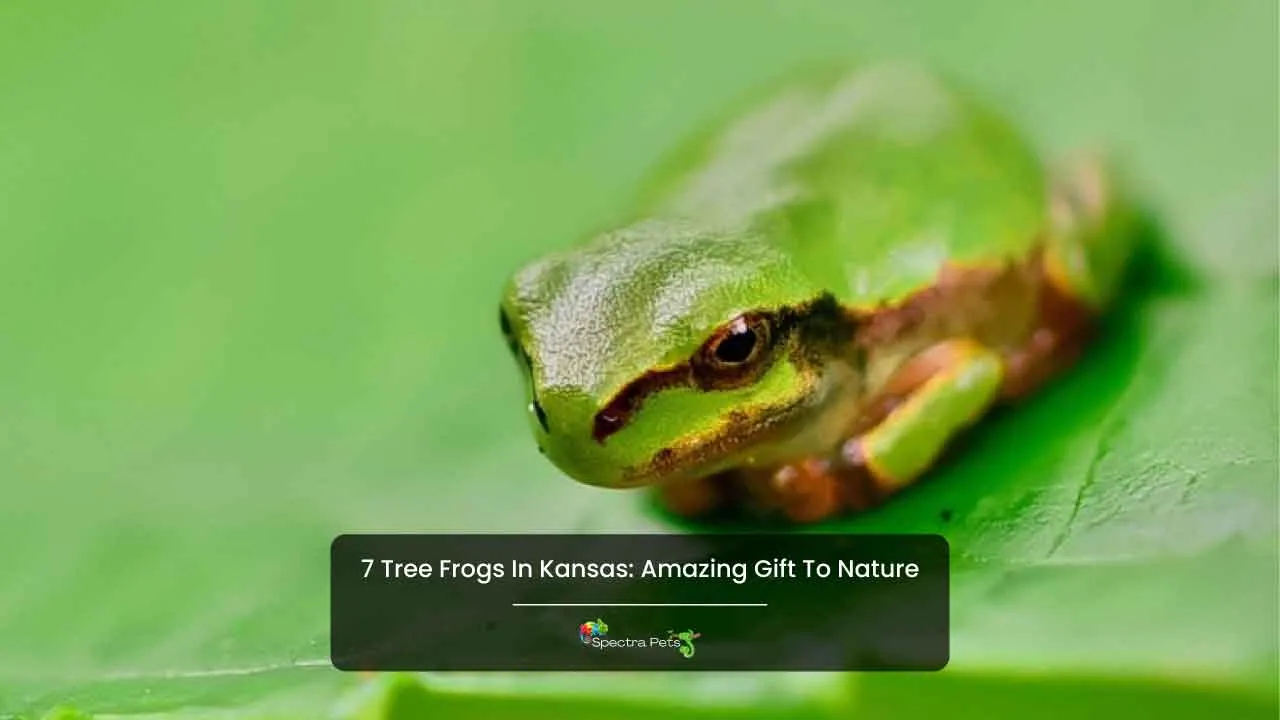 7 Tree Frogs In Kansas: Amazing Gift To Nature