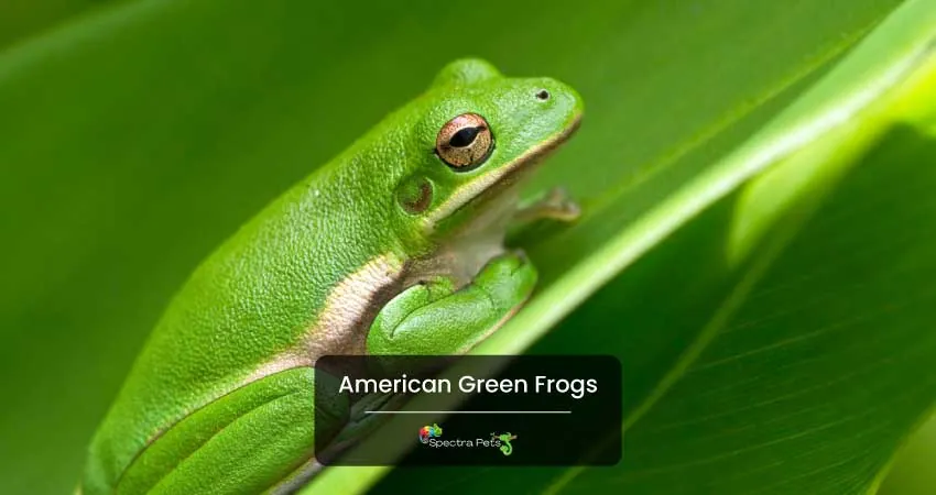 American Green Frogs