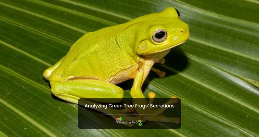 Analyzing Green Tree Frogs Secretions