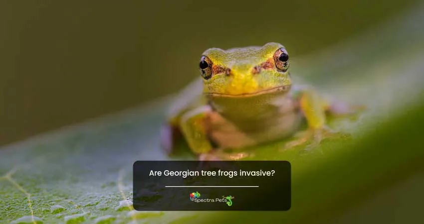 Are Georgian tree frogs invasive