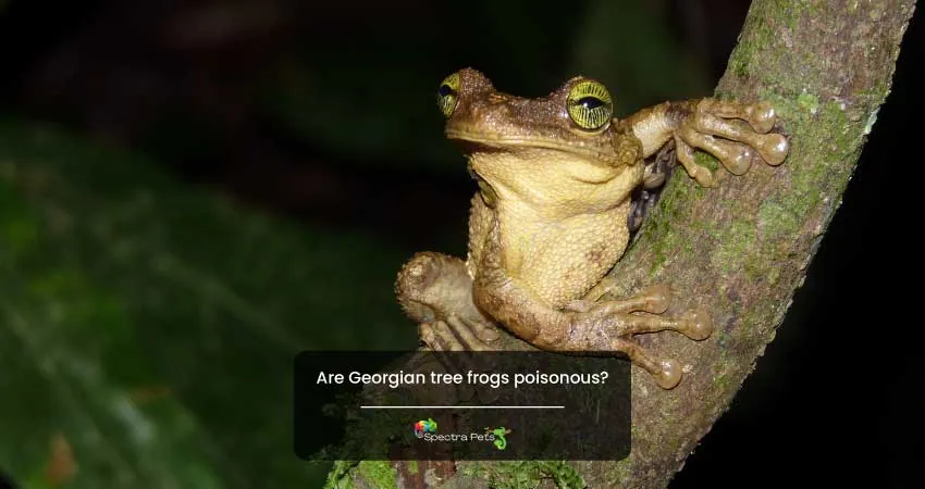 Are Georgian tree frogs poisonous