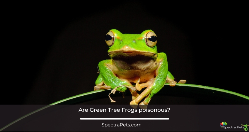 Are Green Tree Frogs poisonous?