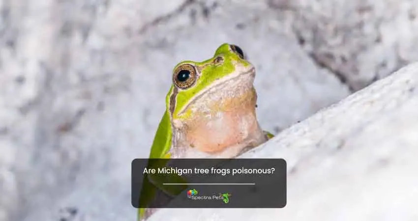 Are Michigan tree frogs poisonous
