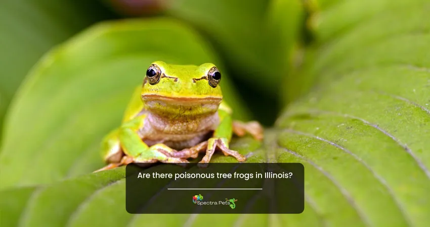 Are there poisonous tree frogs in Illinois