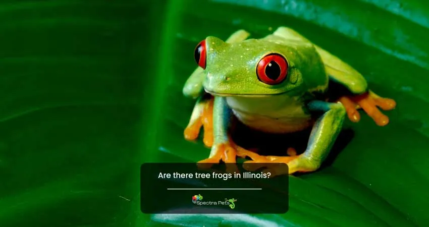 Are there tree frogs in Illinois
