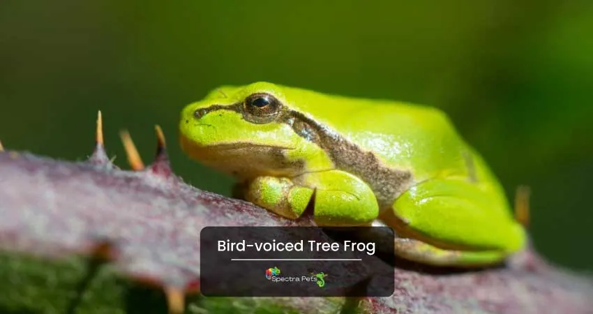 Bird voiced Tree Frog