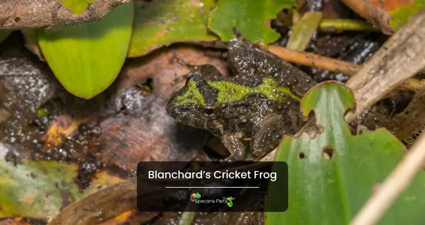 Blanchard’s Cricket Frog