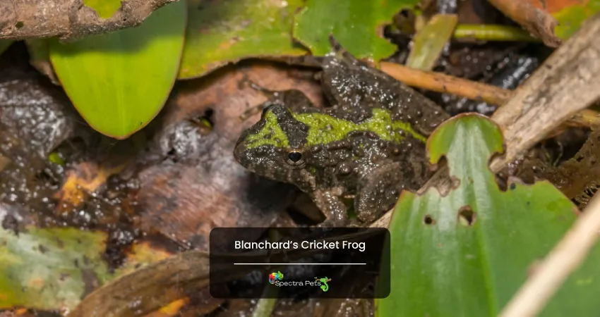 Blanchards Cricket Frog