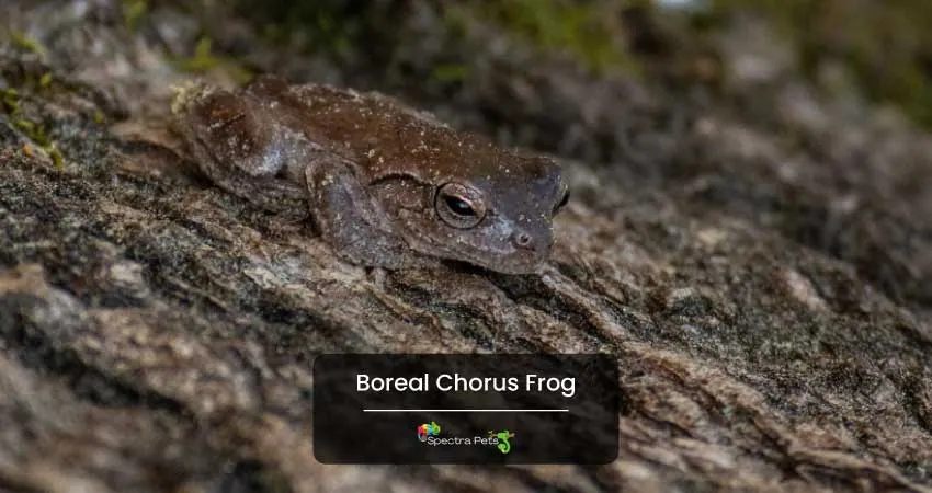 Boreal Chorus Frog