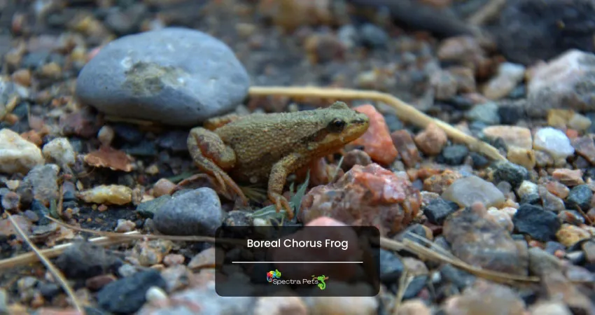 Boreal Chorus Frog