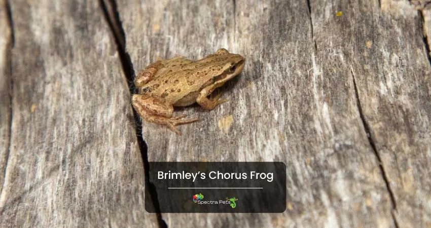 Brimley’s Chorus Frog