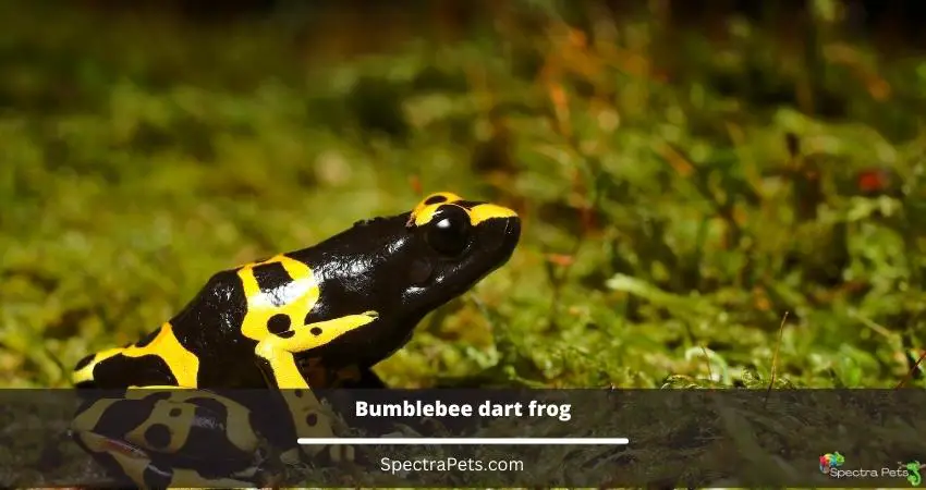 Bumblebee dart frog