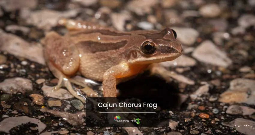 Cajun Chorus Frog