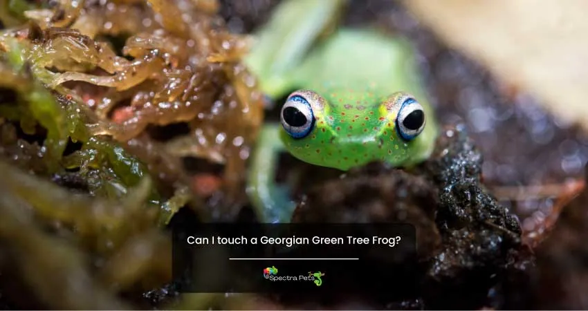 Can I touch a Georgian Green Tree Frog