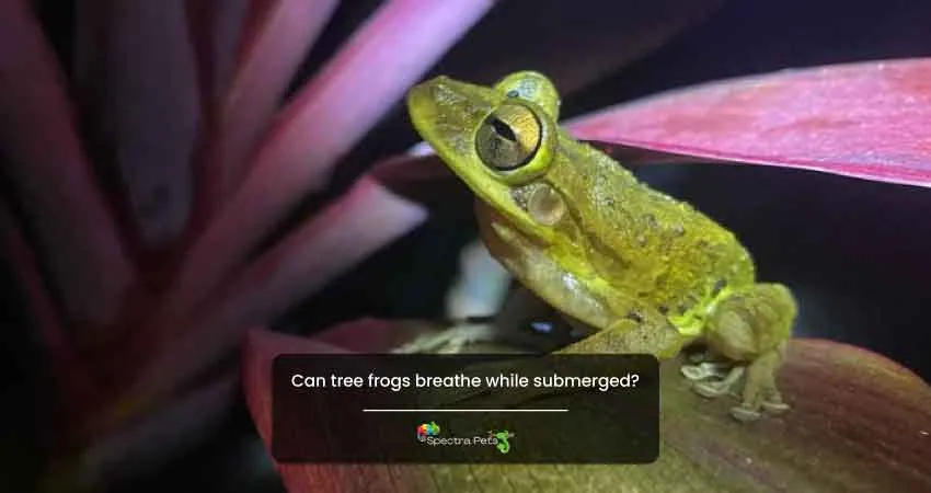 Can tree frogs breathe while submerged