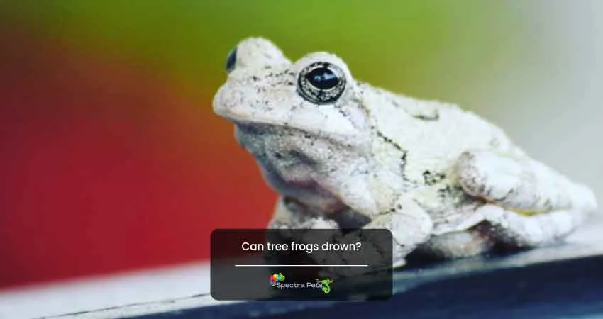 Can tree frogs drown