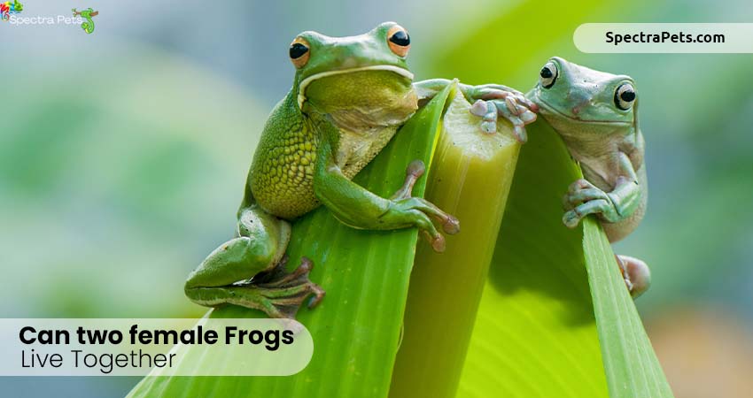 Can two female frogs live together