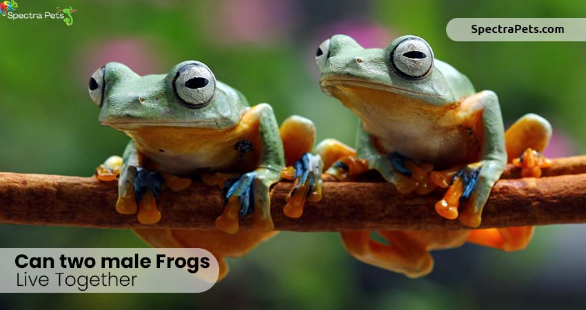 Can two male frogs live together