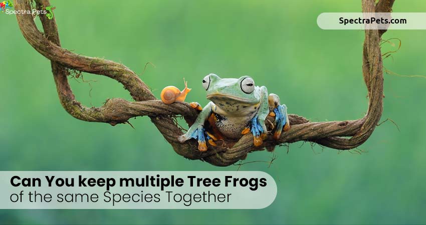 Can you keep multiple tree frogs of the same species together