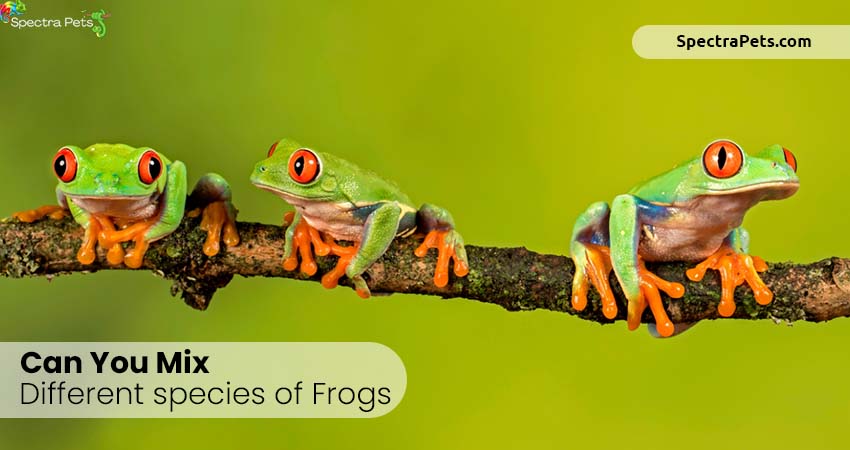 Can you mix different species of frogs