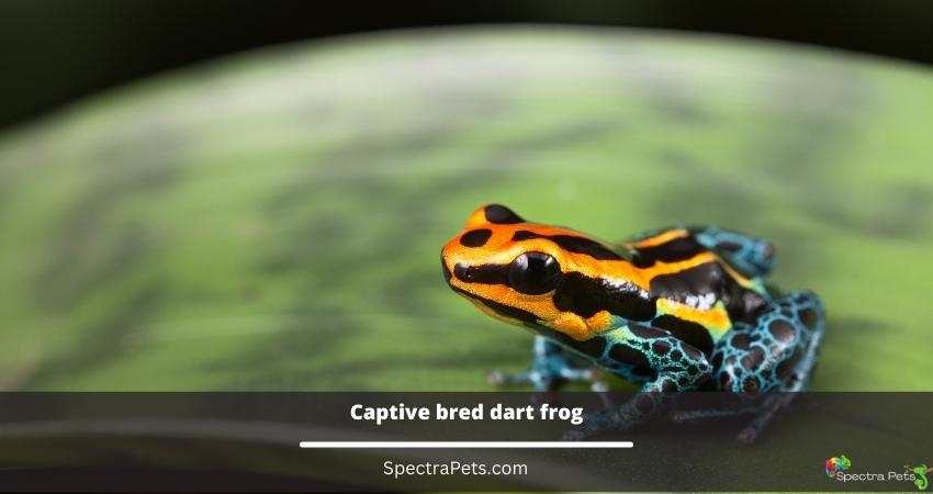 Captive bred dart frog