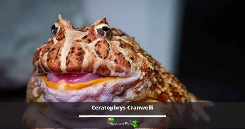 Ceratophrys Cranwelli