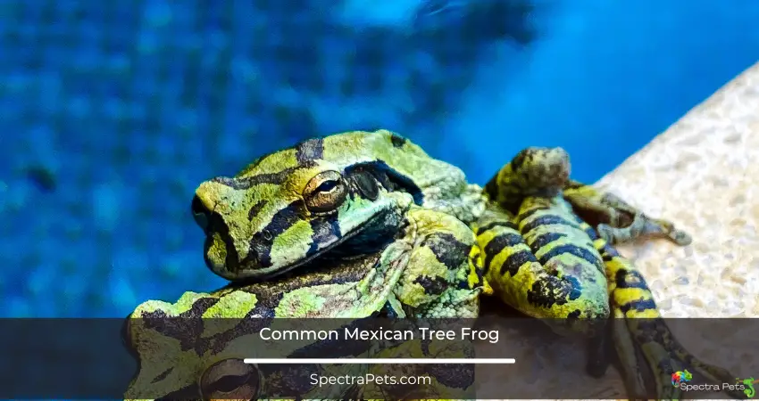 Common Mexican tree frog