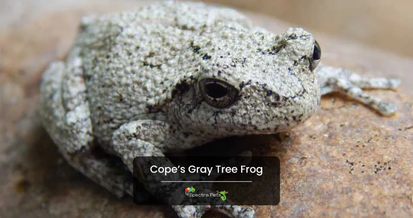 Cope’s Gray Tree Frog