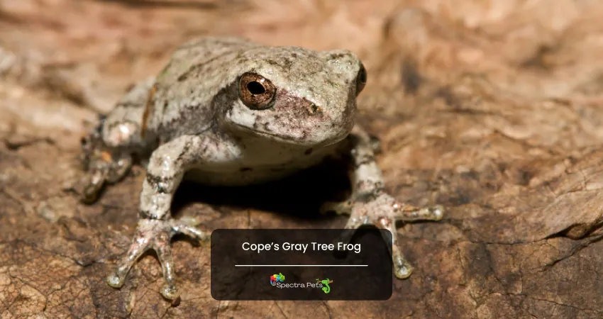 Cope’s Gray Tree Frog