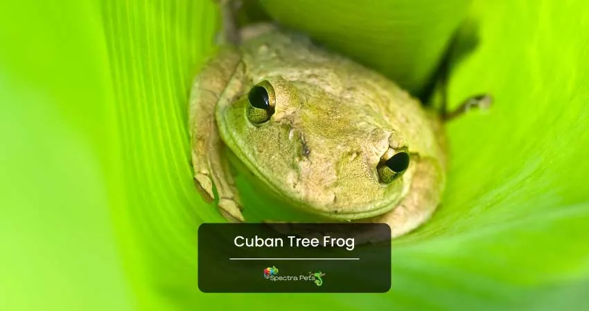 Cuban Tree Frog