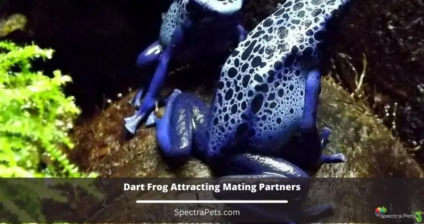 Dart Frog Attracting mating partners