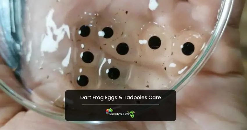 Dart Frog Eggs Tadpoles Care