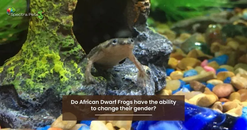 Do African Dwarf Frogs have the ability to change their gender