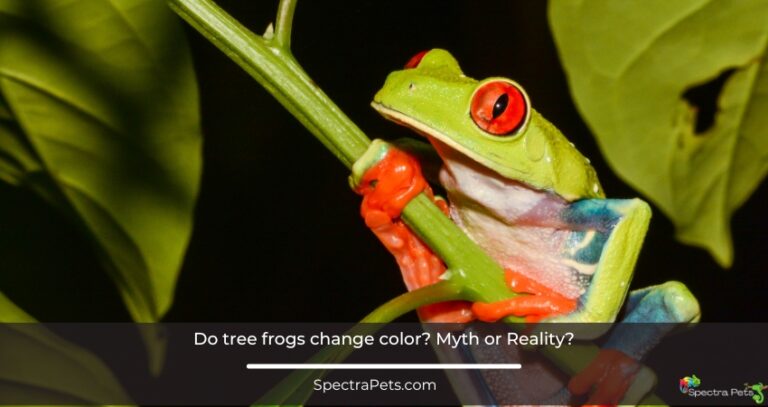 Do tree frogs change color? Myth or Reality?