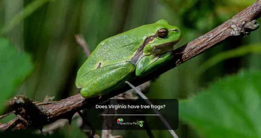 Does Virginia have tree frogs