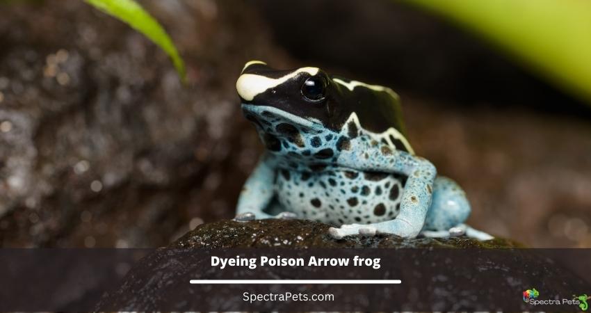 Dyeing Poison Arrow frog
