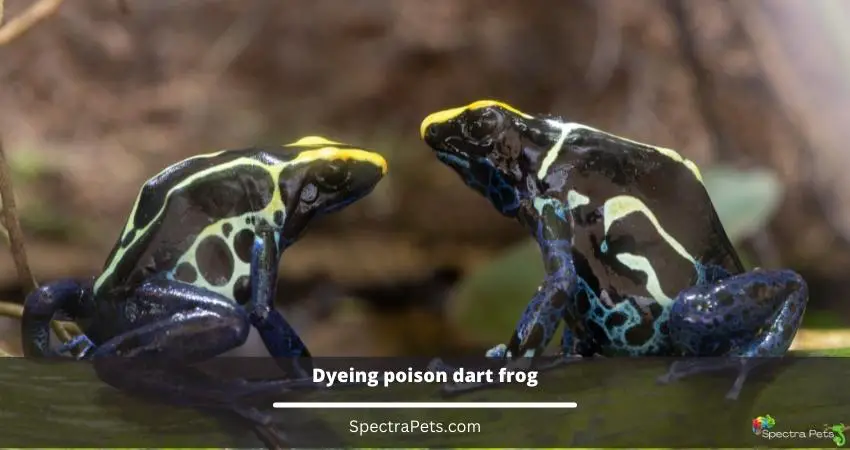 Dyeing poison dart frog