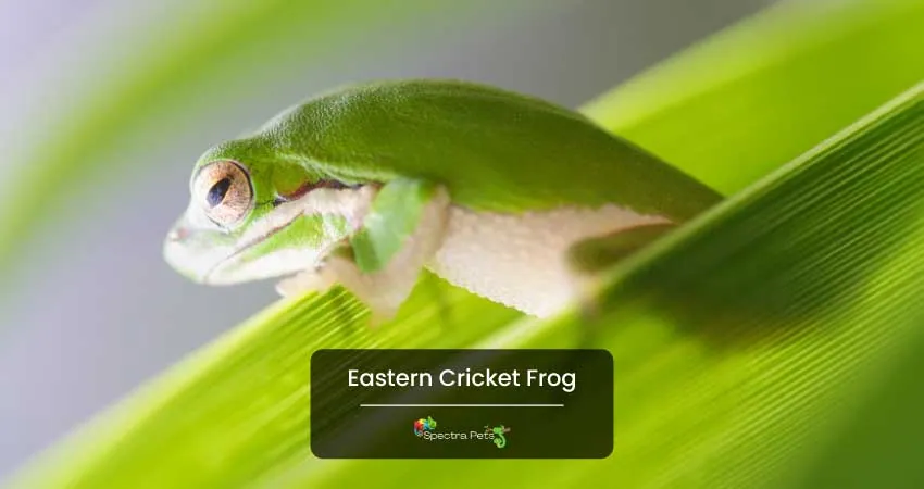 Eastern Cricket Frog