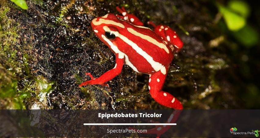 Epipedobates Tricolor