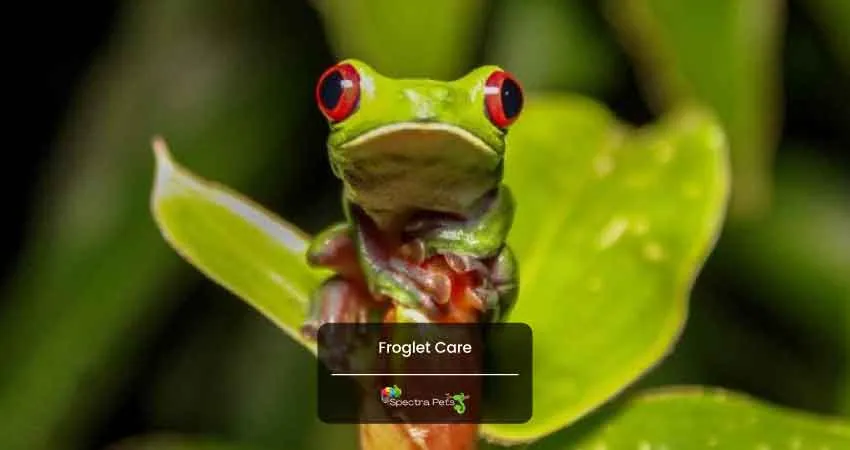 Froglet Care