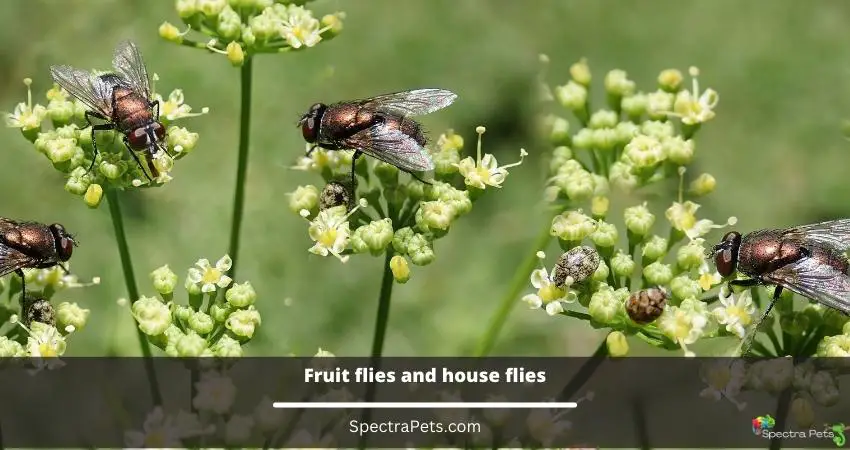 Fruit flies and house flies